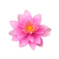 Beautiful lotus, Artificial flowers Royalty Free Stock Photo