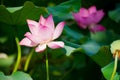 Beautiful lotus