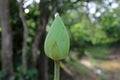 Beautiful lotus blossom in nature Royalty Free Stock Photo