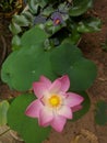 Beautiful Lotus Flowe blooms