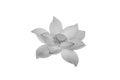 Beautiful lotus flower in black and white isolated on white background Royalty Free Stock Photo