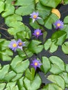 Purple lotus banner, oriental floral background with violet lotus flowers. Purple water lily close-up. Royalty Free Stock Photo