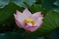 Beautiful Lotus flower blooming Royalty Free Stock Photo