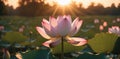 Beautiful lotus flower blooming in the pond at sunset. Royalty Free Stock Photo