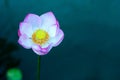 Beautiful lotus flower blooming in summer pond. Royalty Free Stock Photo