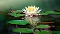 Beautiful Lotus Flower . Close focus with green leaf in in pond, deep blue water surface Royalty Free Stock Photo