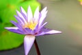 Beautiful Lotus Flower . Close focus with green leaf in in pond, deep blue water surface Royalty Free Stock Photo