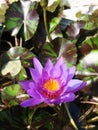 beautiful lotus flower is complimented by the rich colors of the deep blue water surface