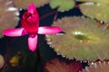 Beautiful waterlily or lotus flower in pond Royalty Free Stock Photo