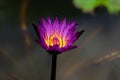 Beautiful waterlily or lotus flower in pond Royalty Free Stock Photo
