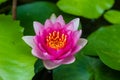 Beautiful lotus flower Ellisiana Royalty Free Stock Photo