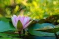 Beautiful lotus flower Ellisiana or Tubtim Siam Water Lily Royalty Free Stock Photo