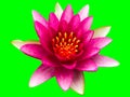 lotus flower Ellisiana or Tubtim Siam Water Lily blooming isolated on green background Royalty Free Stock Photo