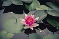 lotus flower Ellisiana or Tubtim Siam Water Lily blooming on pond Royalty Free Stock Photo