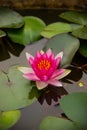 lotus flower Ellisiana or Tubtim Siam Water Lily blooming on pond Royalty Free Stock Photo