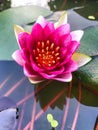 lotus flower Ellisiana or Tubtim Siam Water Lily blooming on pond Royalty Free Stock Photo