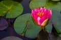 Beautiful lotus flower Ellisiana or Tubtim Siam Water Lily blooming on pond Royalty Free Stock Photo