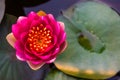 lotus flower Ellisiana or Tubtim Siam Water Lily blooming on pond Royalty Free Stock Photo