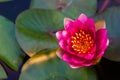 lotus flower Ellisiana or Tubtim Siam Water Lily blooming on pond Royalty Free Stock Photo