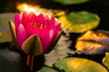 lotus flower Ellisiana or Tubtim Siam Water Lily blooming on pond Royalty Free Stock Photo