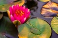 lotus flower Ellisiana or Tubtim Siam Water Lily blooming on pond Royalty Free Stock Photo