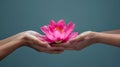 Beautiful lotus flower in female hands. Concept of relaxation, yoga,meditation, silence and calmness. Hand holding a lotus flower Royalty Free Stock Photo