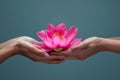 Beautiful lotus flower in female hands. Concept of relaxation, yoga,meditation, silence and calmness. Hand holding a lotus flower Royalty Free Stock Photo