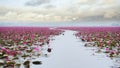 Beautiful lotus flower field at the red lotus sea Royalty Free Stock Photo