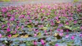 Beautiful lotus flower field at the red lotus sea Royalty Free Stock Photo