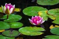 A beautiful Lotus flower floating above the water. Waterlily in garden pond Royalty Free Stock Photo