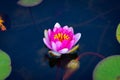 A beautiful Lotus flower floating above the water. Waterlily in garden pond Royalty Free Stock Photo