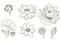 Beautiful Lotus flower, individual elements on white background, vector