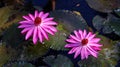 a beautiful lotus flower or lily flower at the garden