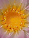 Beautiful lotus flower looks detailed