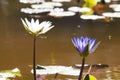 Beautiful lotus flower in the marsh. Bee Flying Royalty Free Stock Photo
