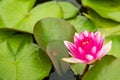 Beautiful lotus flower, pink nymphaea alba or water lily with bee Royalty Free Stock Photo