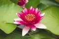 Beautiful lotus flower, pink nymphaea alba or water lily Royalty Free Stock Photo