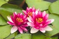 Beautiful lotus flower, pink nymphaea alba or water lily with bee Royalty Free Stock Photo