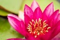 Beautiful lotus flower, pink nymphaea alba or water lily with bee