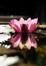 Beautiful lotus flower. Royalty Free Stock Photo