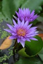 Beautiful lotus flower in pond.