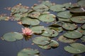 Beautiful lotus flower in the pound on the morning. Royalty Free Stock Photo