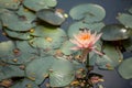 Beautiful lotus flower in the pound on the morning. Royalty Free Stock Photo