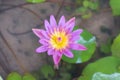 Beautiful lotus flower, Purple lotus flower select focus blur or blurred soft focus, Lotus flower background Royalty Free Stock Photo