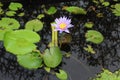 Beautiful lotus flower with purple petals with green broad leaves Royalty Free Stock Photo