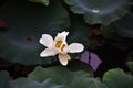 A white lotus flower in a small lake in Japan