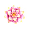 Pink lotus flower.Watercolor illustration.Isolated on white background Royalty Free Stock Photo