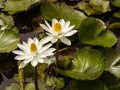 Lotus flower Water plants planted in a pond. Royalty Free Stock Photo