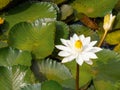 Lotus flower Water plants planted in a pond. Royalty Free Stock Photo