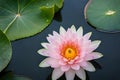 beautiful lotus flower on the water after rain in garden. Royalty Free Stock Photo